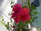 Floare_796x600.jpg